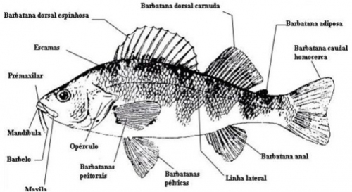 Peixes Ósseos Classe Osteichthyes Infoescola 