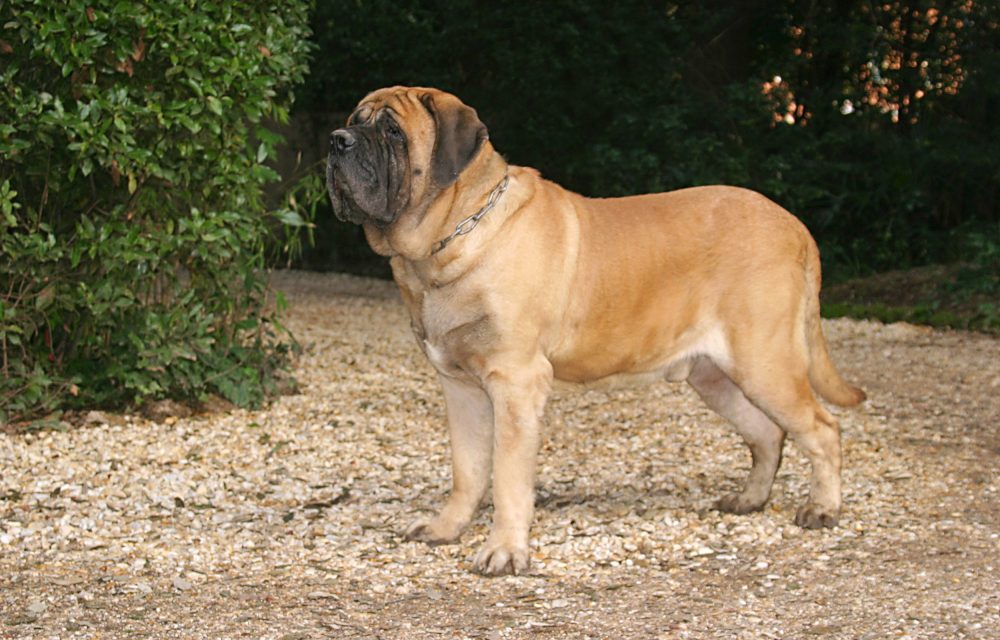 Mastiff Inglês - Raças de Cães - InfoEscola