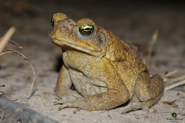 Sapo Cururu Anfíbios InfoEscola