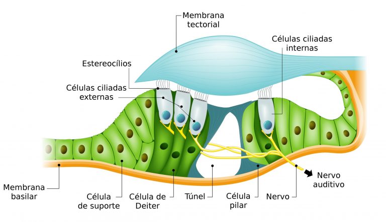 Audi O Sistema Auditivo Biologia Infoescola