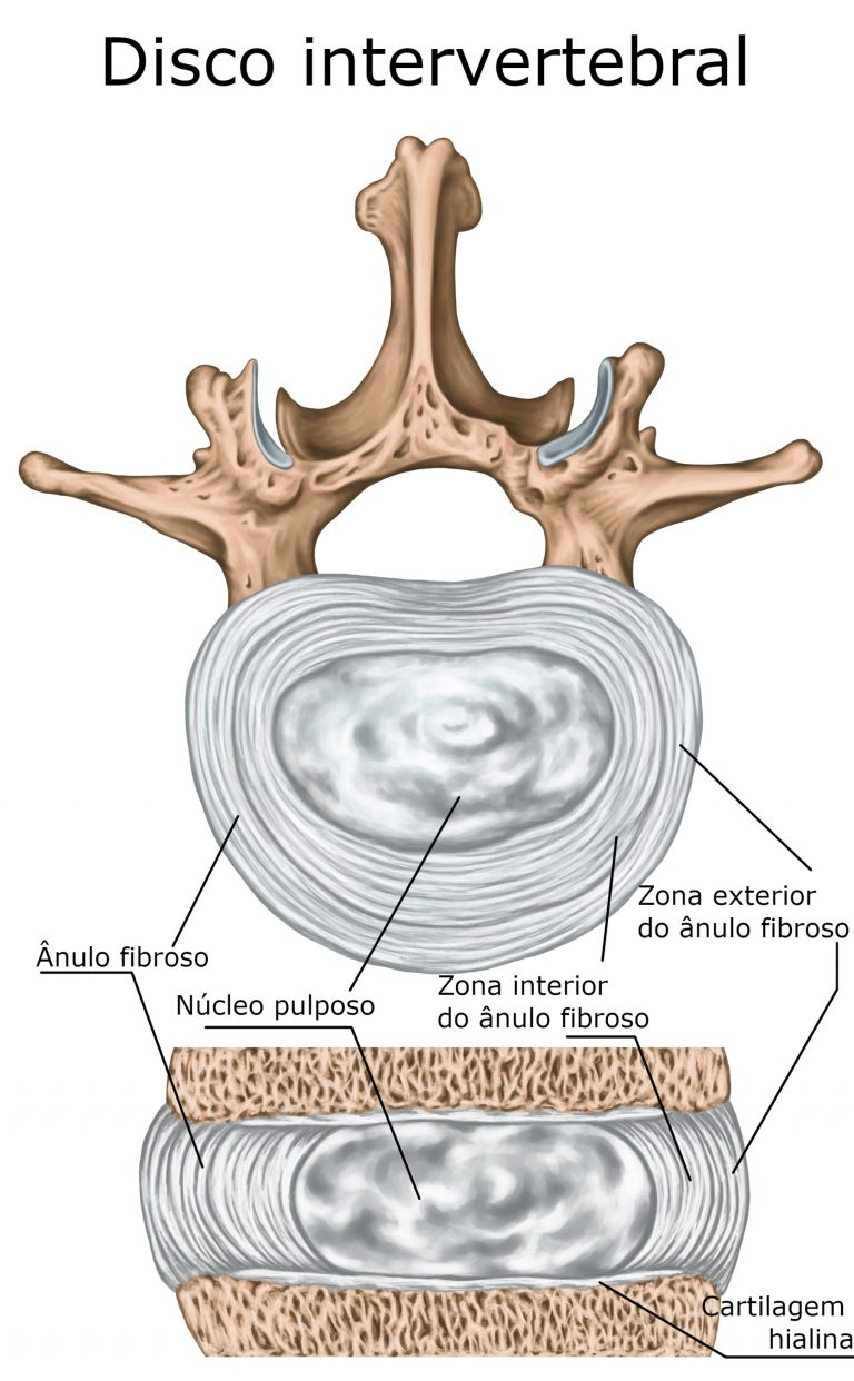 Disco Intervertebral Sistema Esquel Tico Anatomia Infoescola