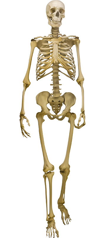 Esqueleto humano - Anatomia - Biologia - InfoEscola