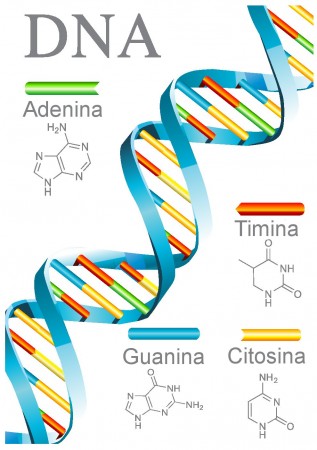 Estrutura do DNA (clique para ampliar) Ilustração: Webspark / Shutterstock.com