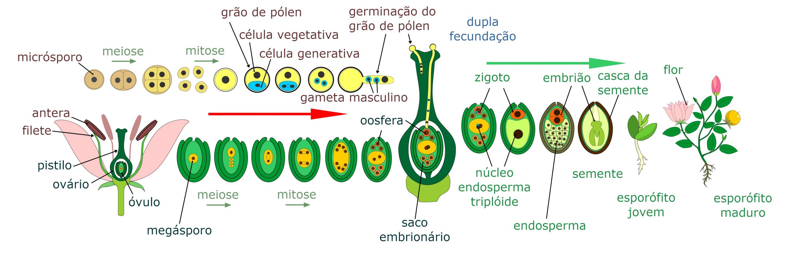 Germinação e Crescimento do Tubo Polínico e Fecundação - Germinação e  Crescimento
