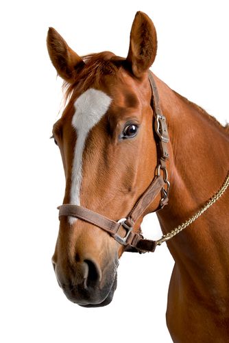 Cavalo: características gerais, alimentação, resumo - Escola Kids