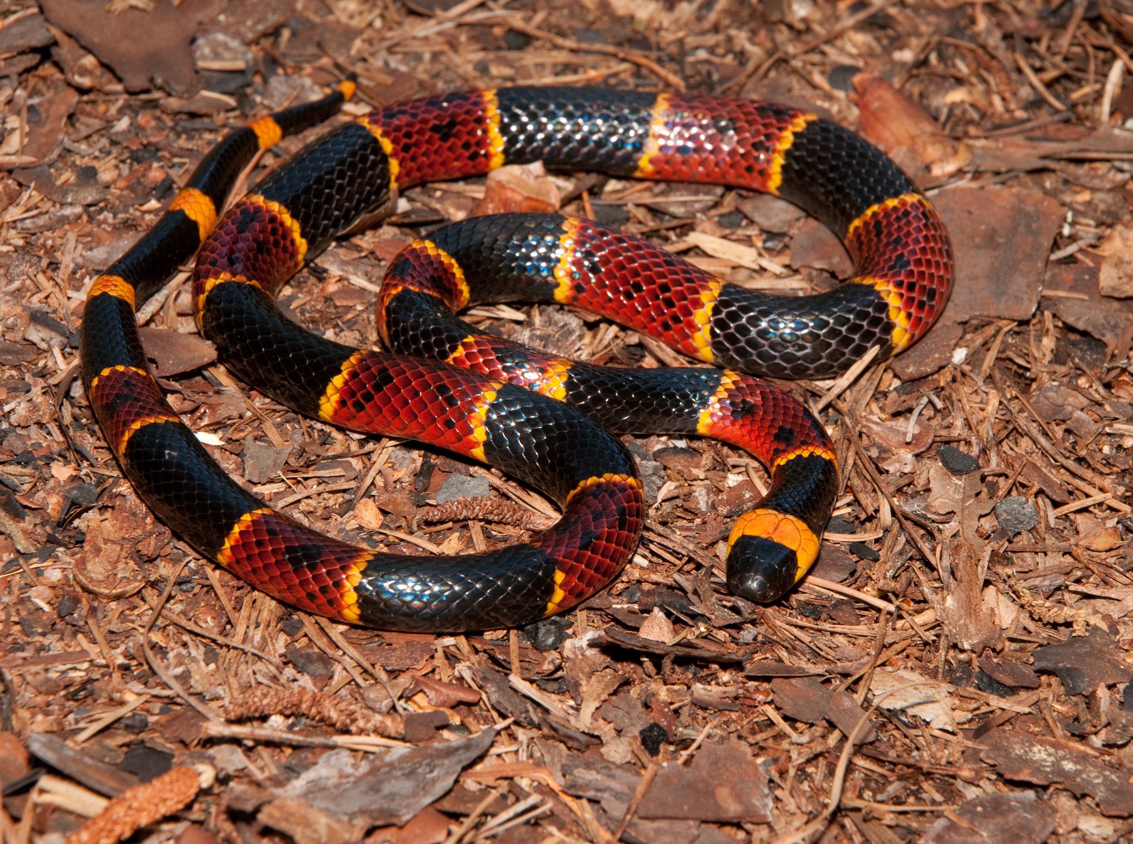 Qual é a cobra mais venenosa do Brasil?