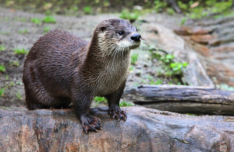 Lontra ecologia características e fotos InfoEscola