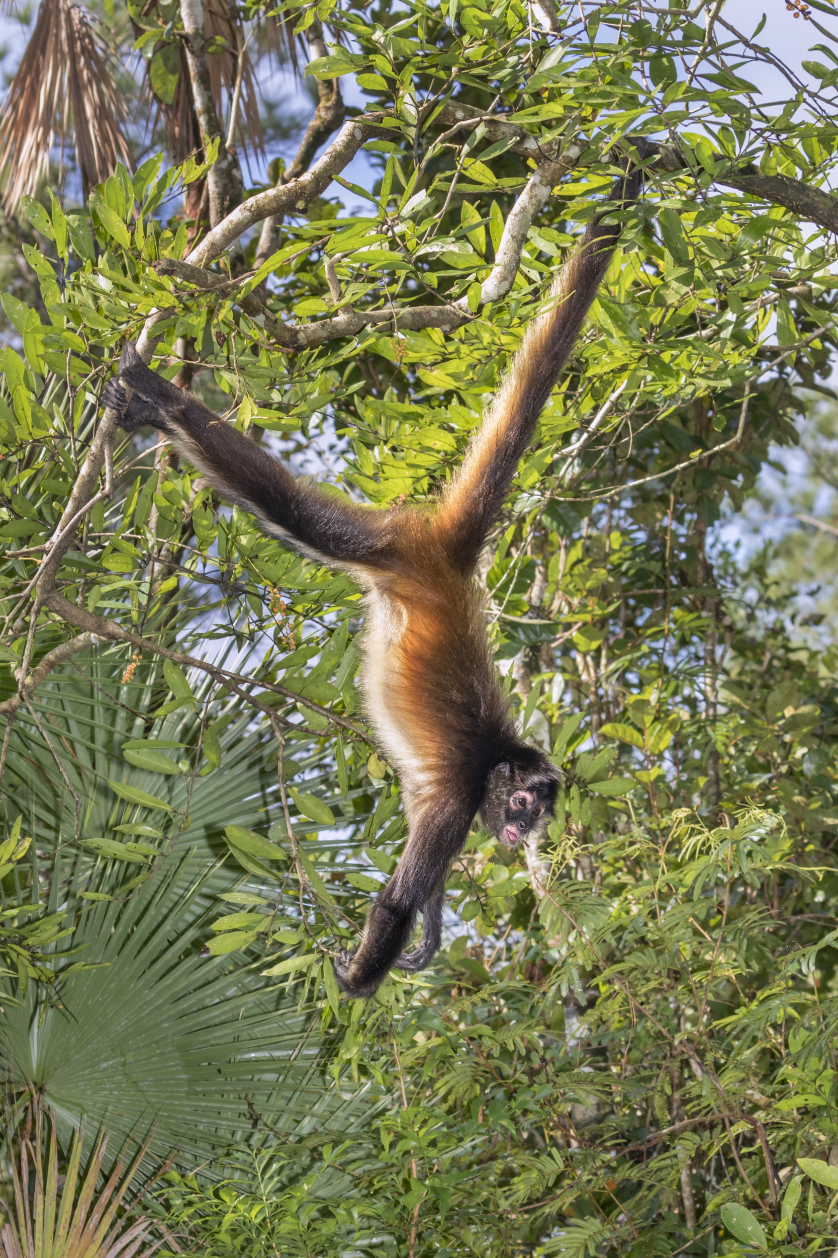 Macaco-aranha-marrom – Wikipédia, a enciclopédia livre