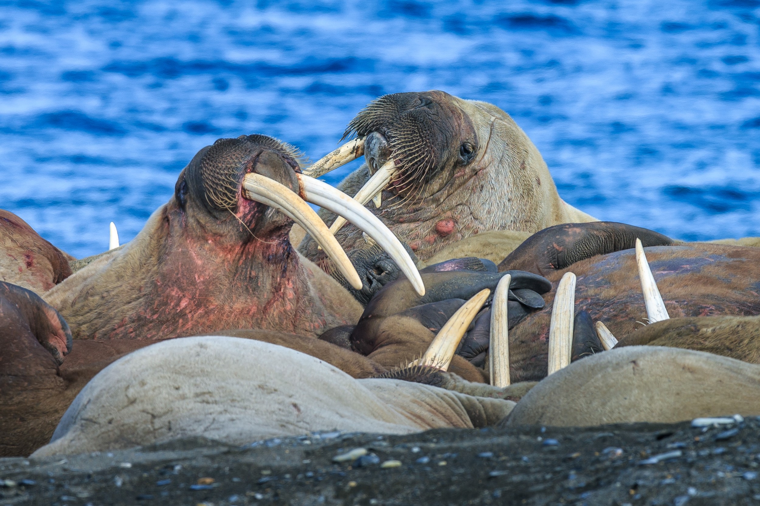 Morsa.A morsa é um animal de grande porte que vive nas águas do Ártico. Uma  fêmea adulta chega a 2,60 metros de comprim…