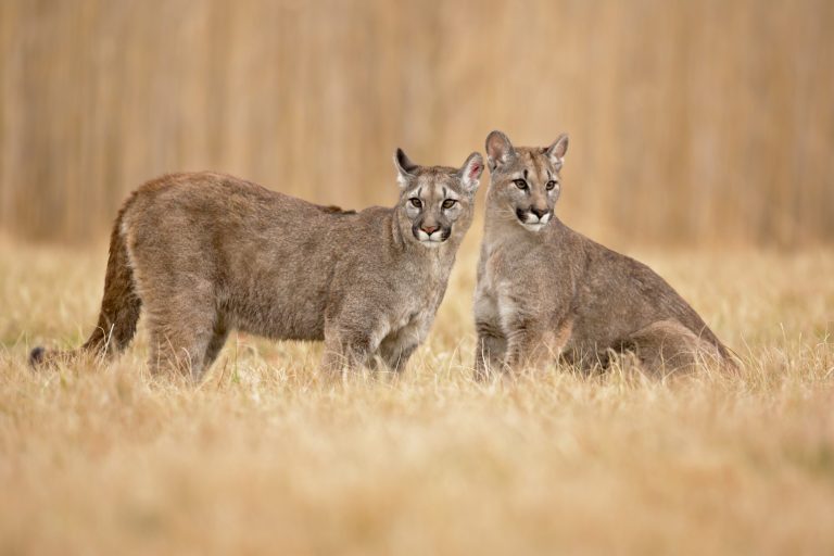 Puma suçuarana ou onça parda ecologia características fotos InfoEscola