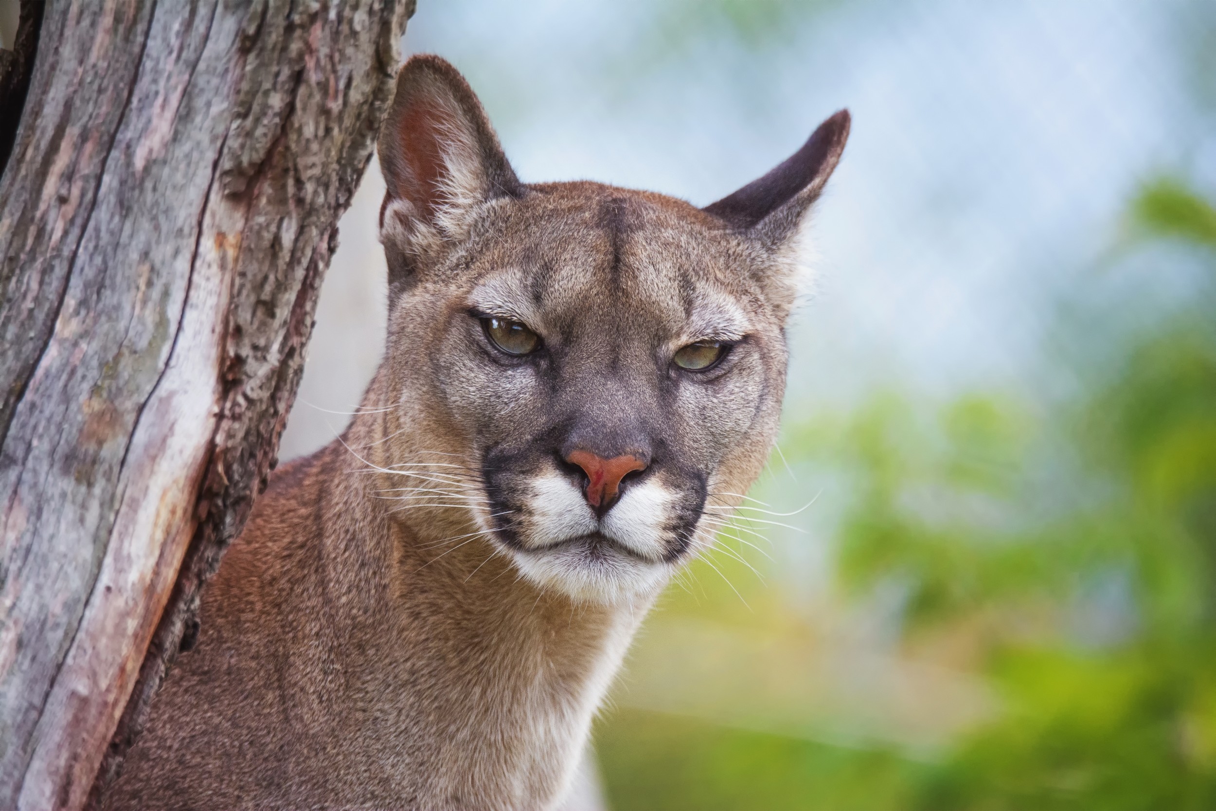 Puma - suçuarana ou onça-parda - ecologia, características, fotos -  InfoEscola