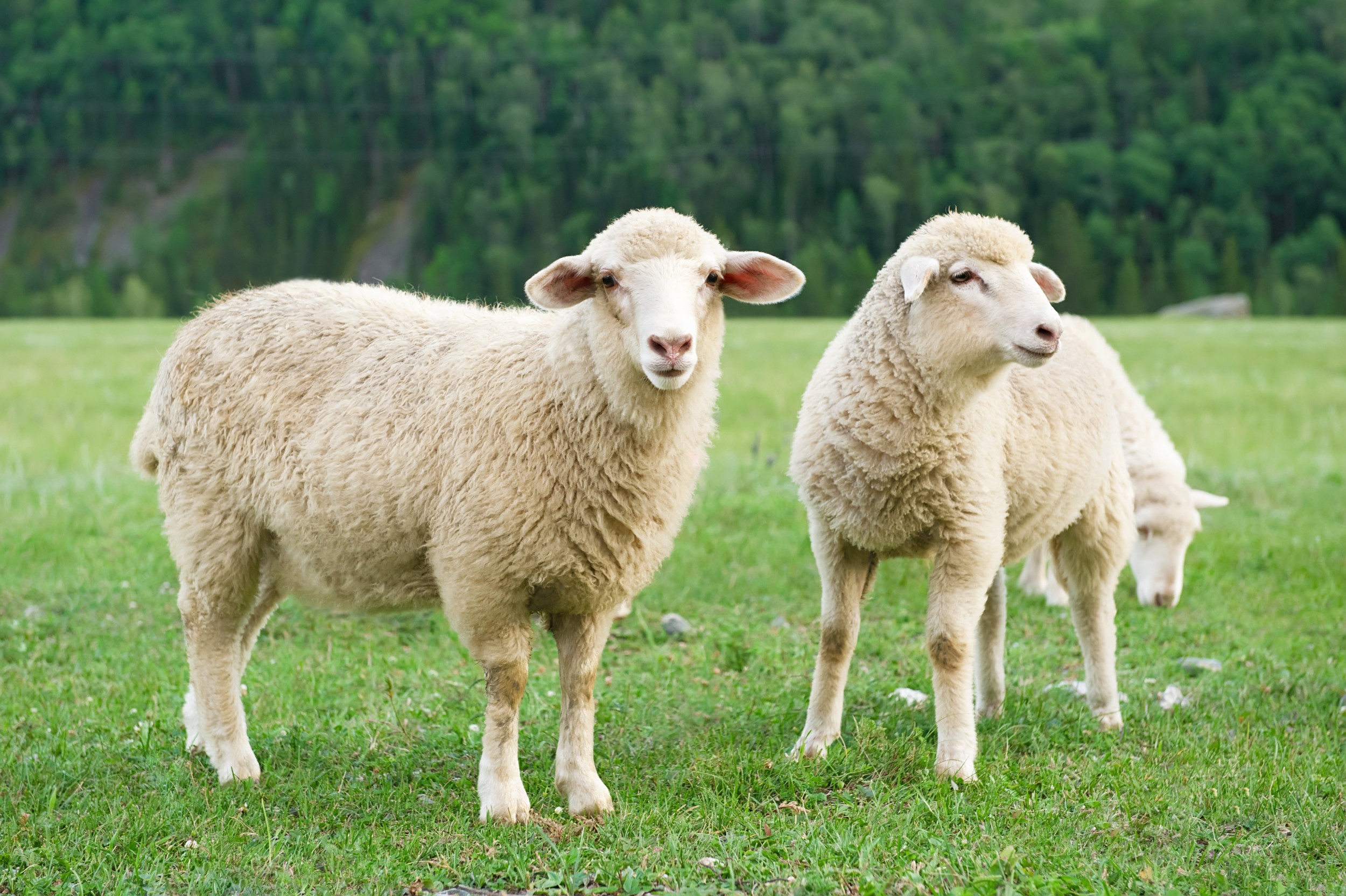 ovelhas indefesas