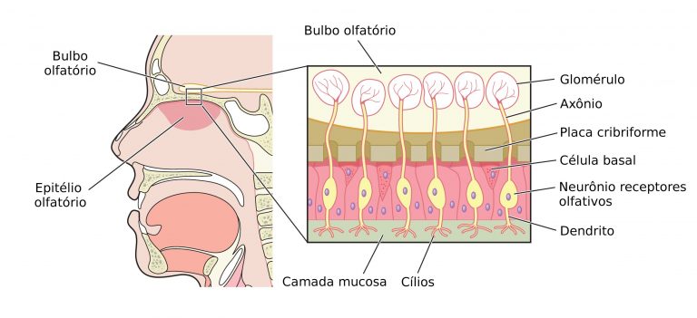 Olfato Sistema Olfativo Biologia Infoescola 4897