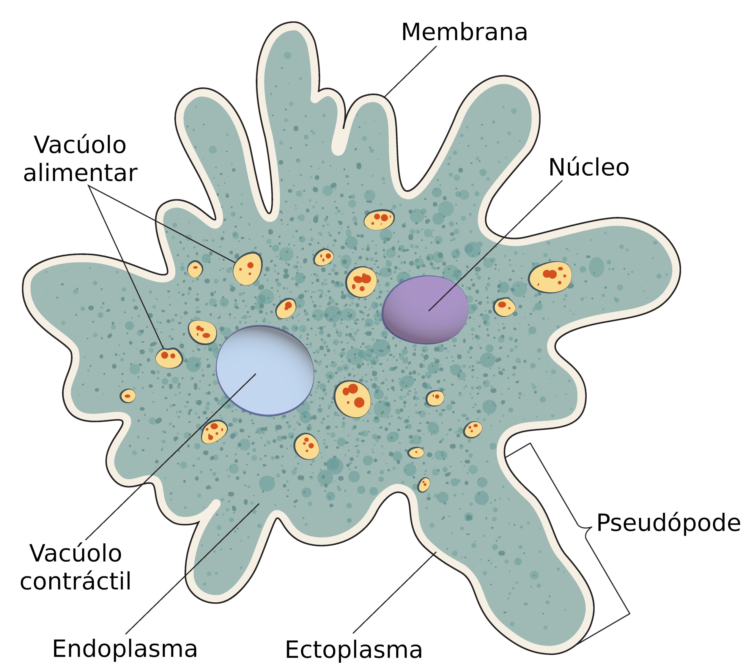 Эктоплазма у амебы