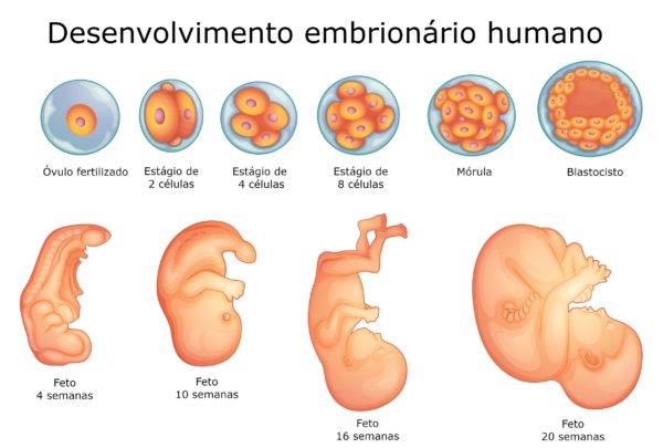 Desenvolvimento Embrionário Humano Embriologia E Biologia Infoescola 