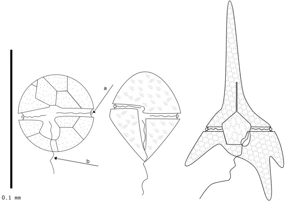 Dinoflagelados - Filo Dinophyta - Biologia - InfoEscola