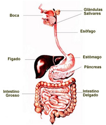 Anatomia Humana Da Boca, Boca Aberta Com Explicação Ilustração do