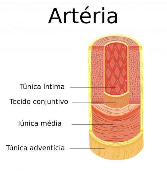 Anatomia De Las Arterias