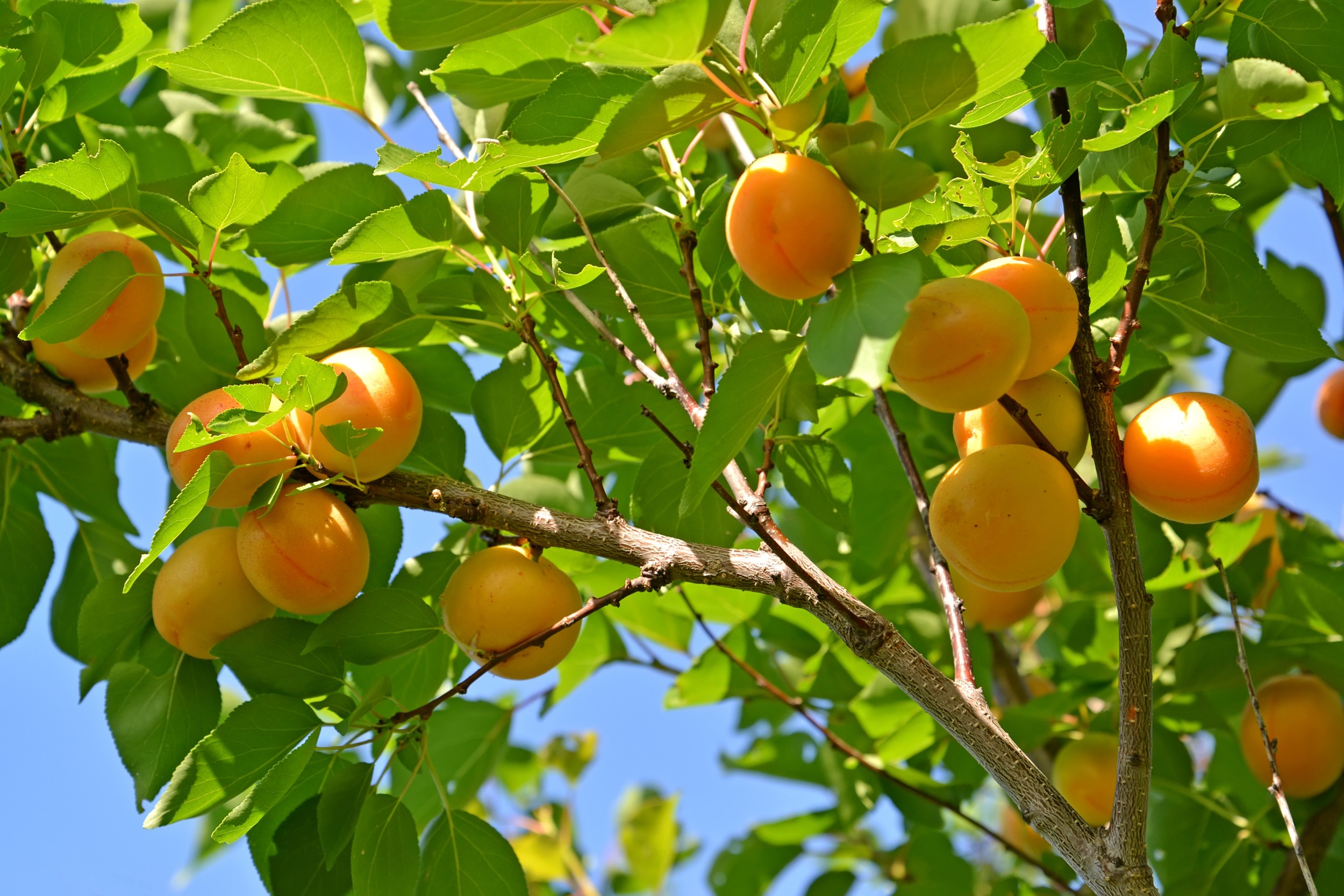 картинки абрикосового дерева