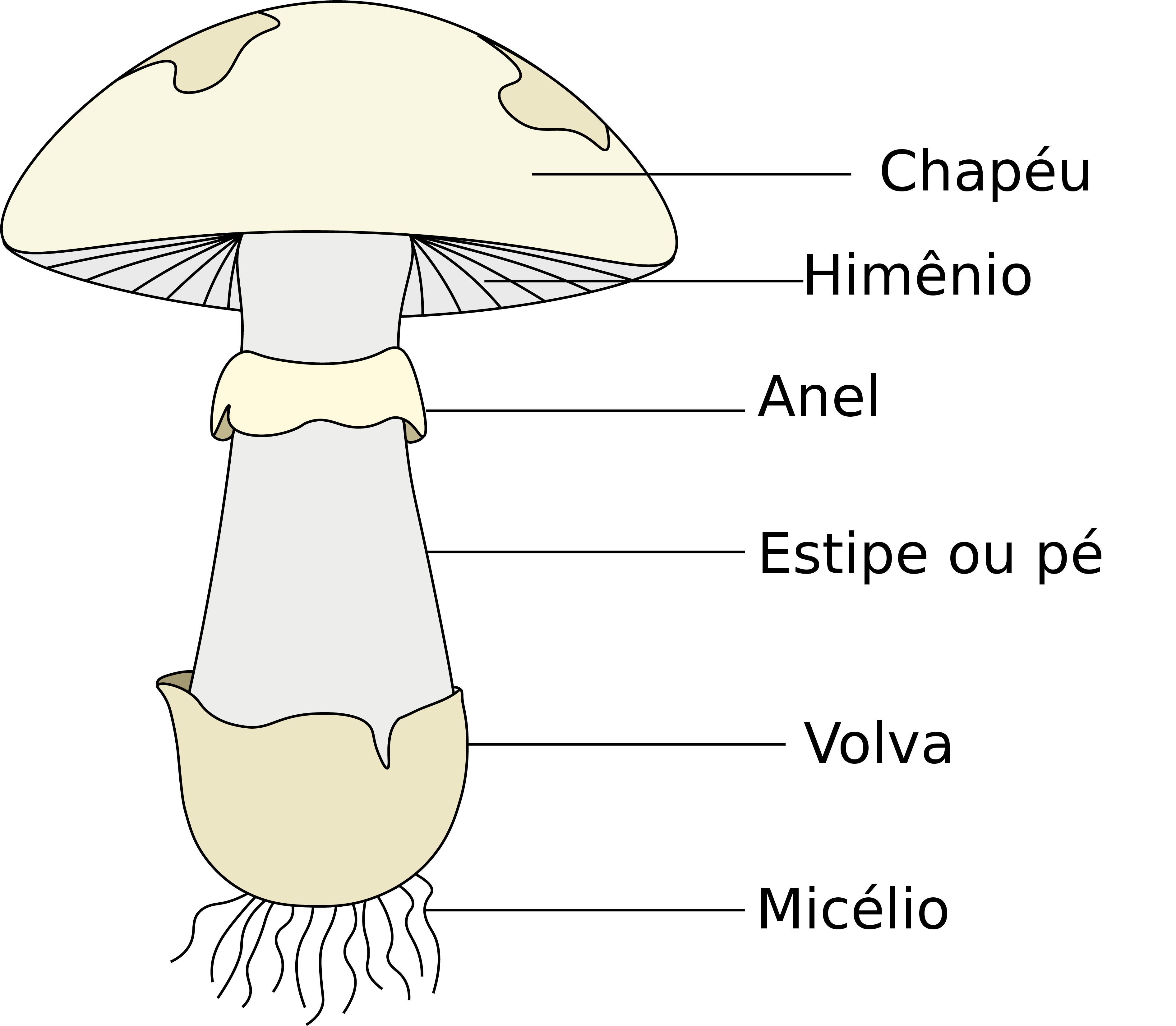 Mushroom structure