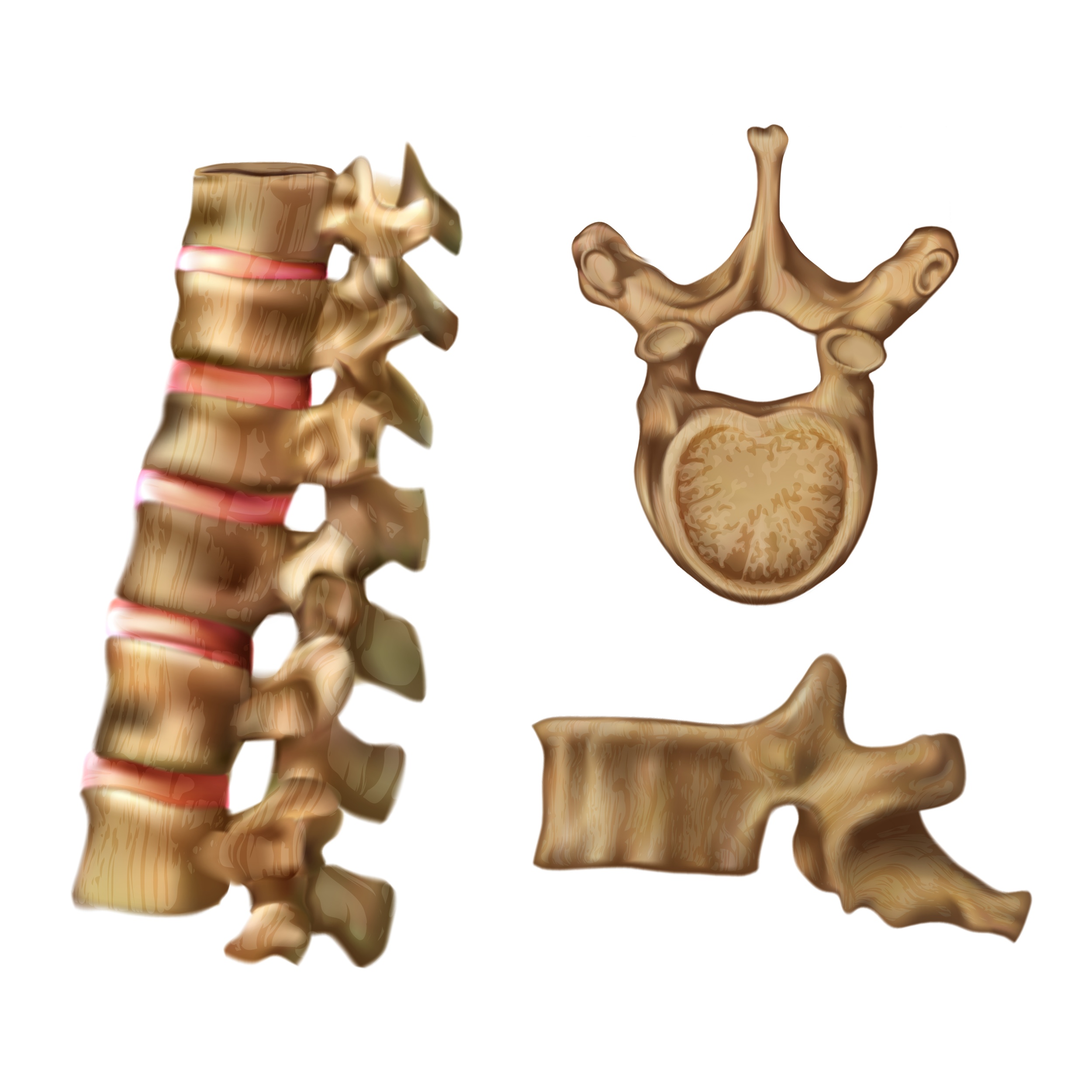 Vértebras - Ossos do esqueleto humano - InfoEscola