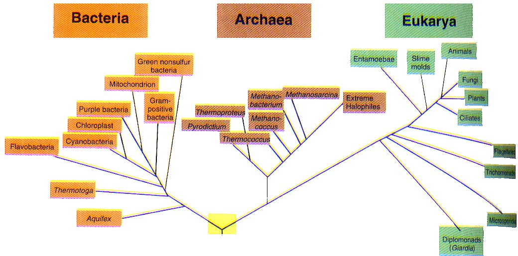 Tareas De Biologica Tarea 8 Mapa Mental Del Dominio Archaea Images