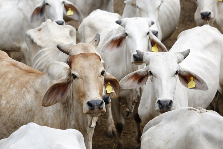 Gado Brahman Ra As De Bovinos Pecu Ria Infoescola