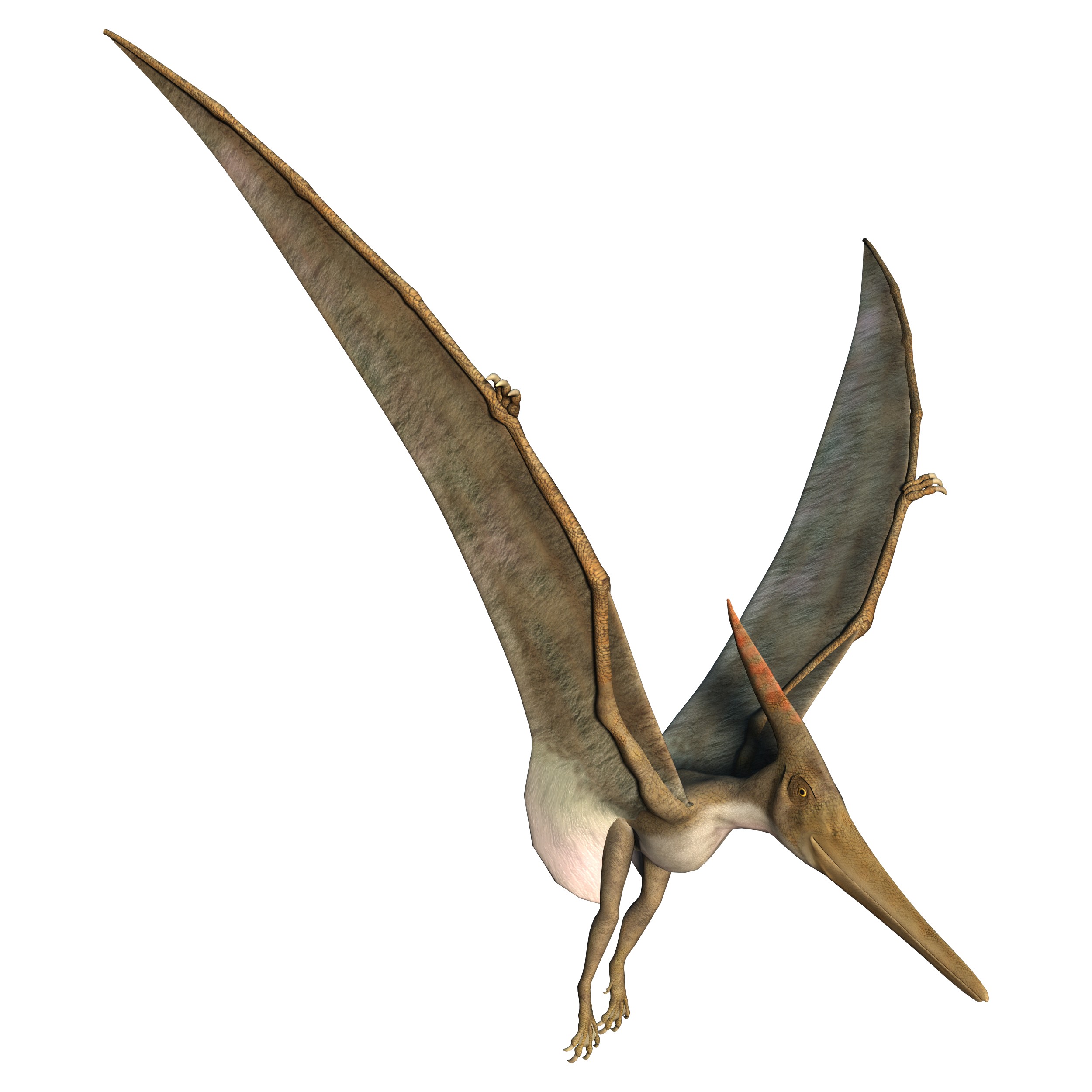 Voo em pterossauros – Wikipédia, a enciclopédia livre