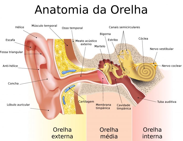 Audição Sistema Auditivo Biologia Infoescola 4937