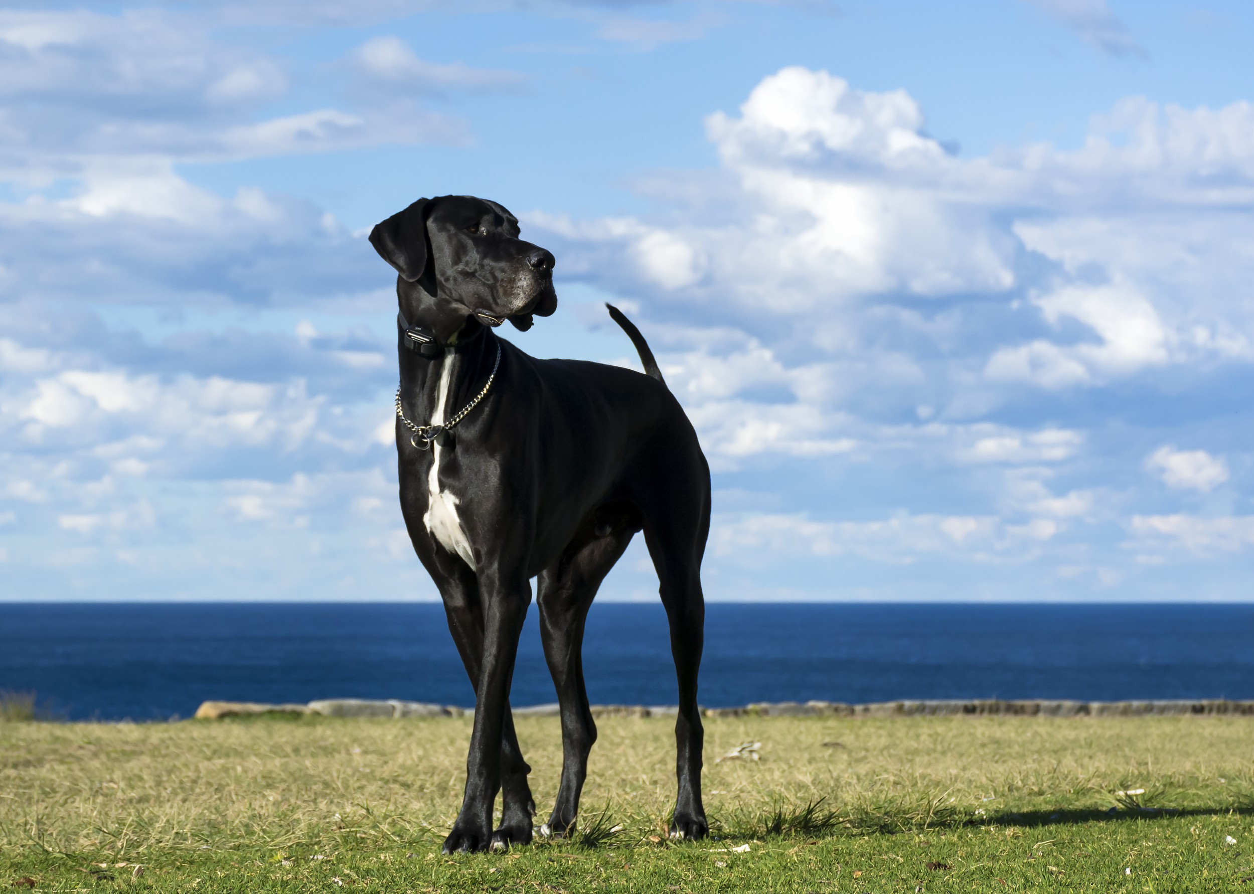 Dogue Alemão (Dinamarquês) - Guia sobre Raças de Cães