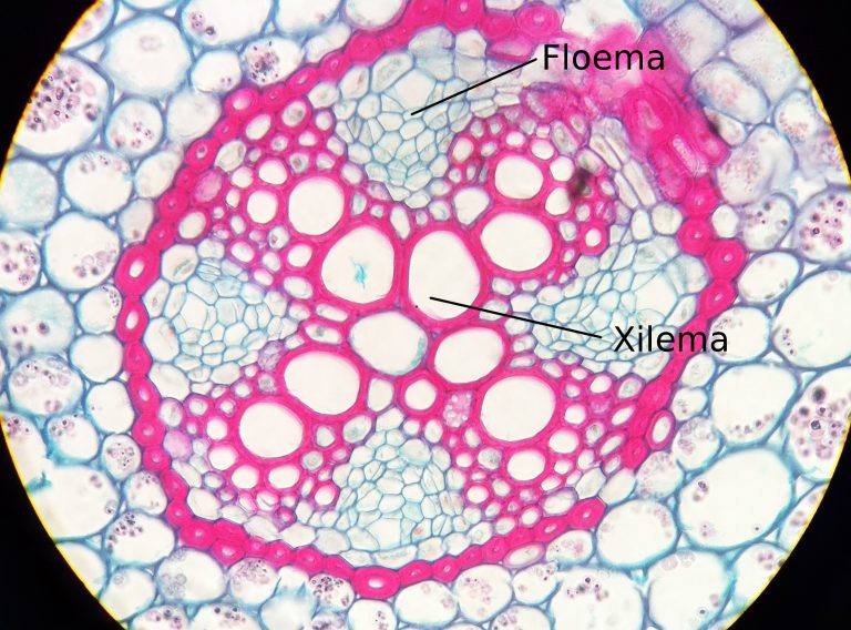 Floema Vasos Condutores De Seiva Plantas Infoescola