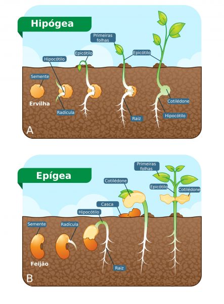 Cotilédone - Anatomia Vegetal - InfoEscola