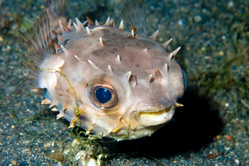 Ictismo - acidentes causados por peixes - InfoEscola