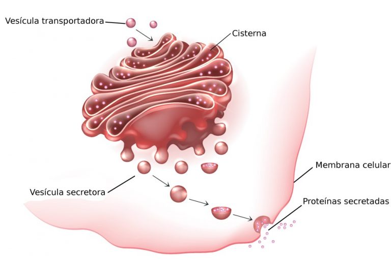 clelula, Núcleo, Mitocondria, Cloroplasto, Lisosomas,Aparato de Golgi…