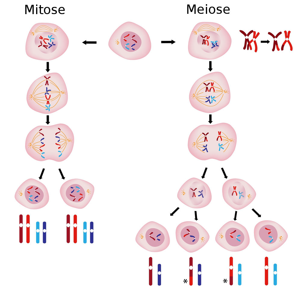 Mitose - Biologia Enem