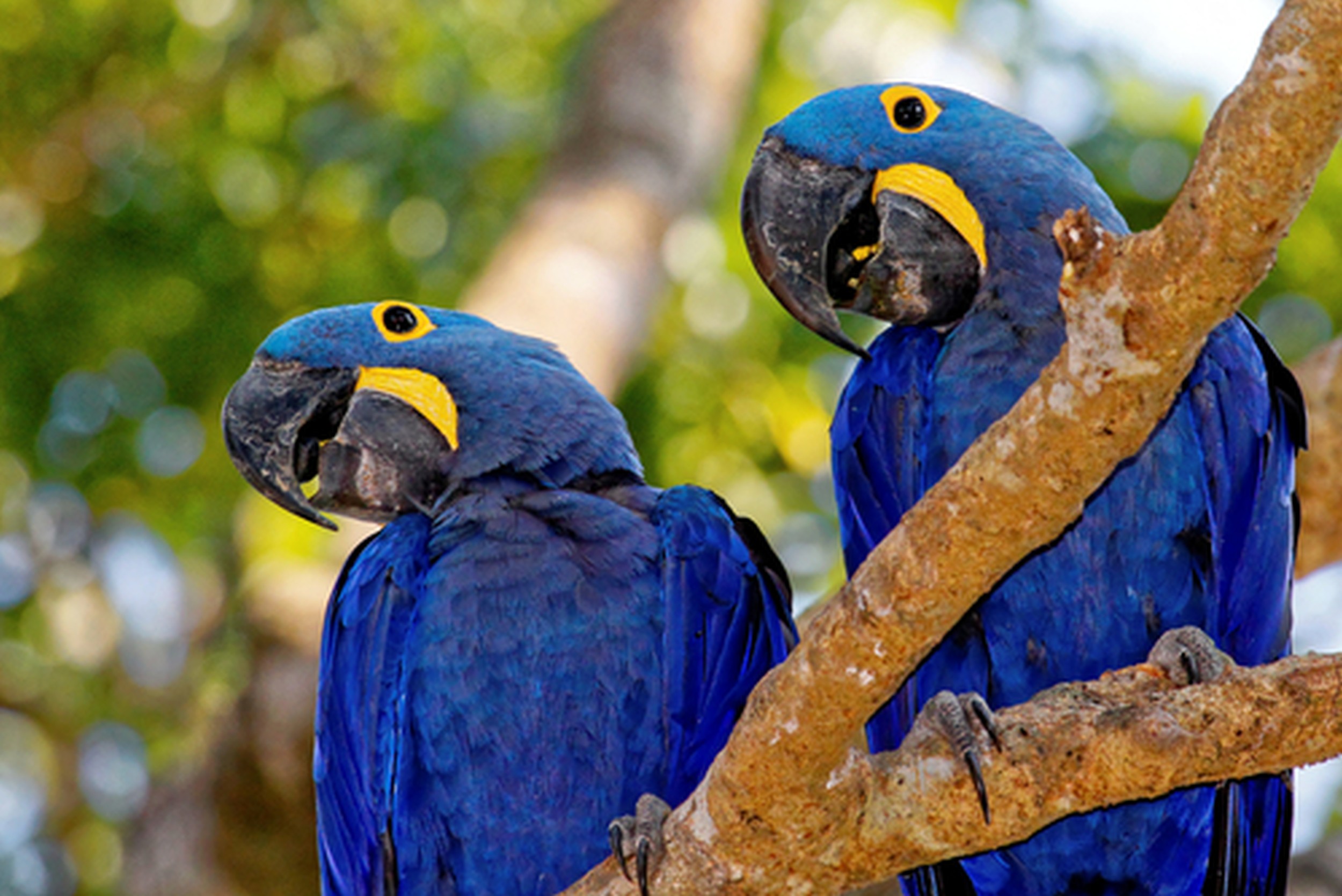 Арара попугай красивые фото и картинки — Каталог Фото