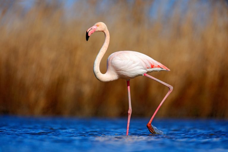 bright-pink-flamingos-are-healthier-and-more-aggressive-earth