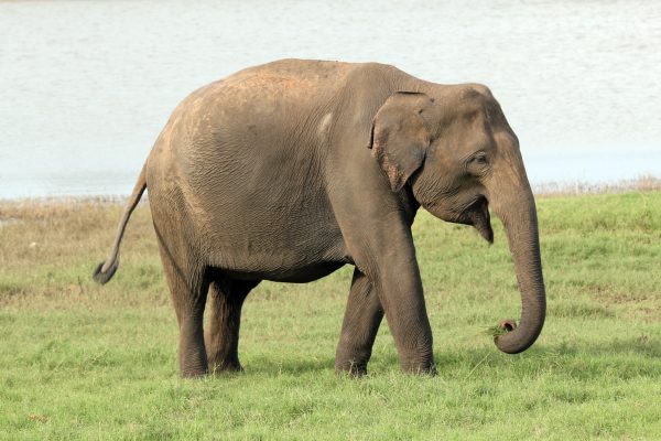 Elefante asiático - características, fotos, ameaças - Biologia - InfoEscola