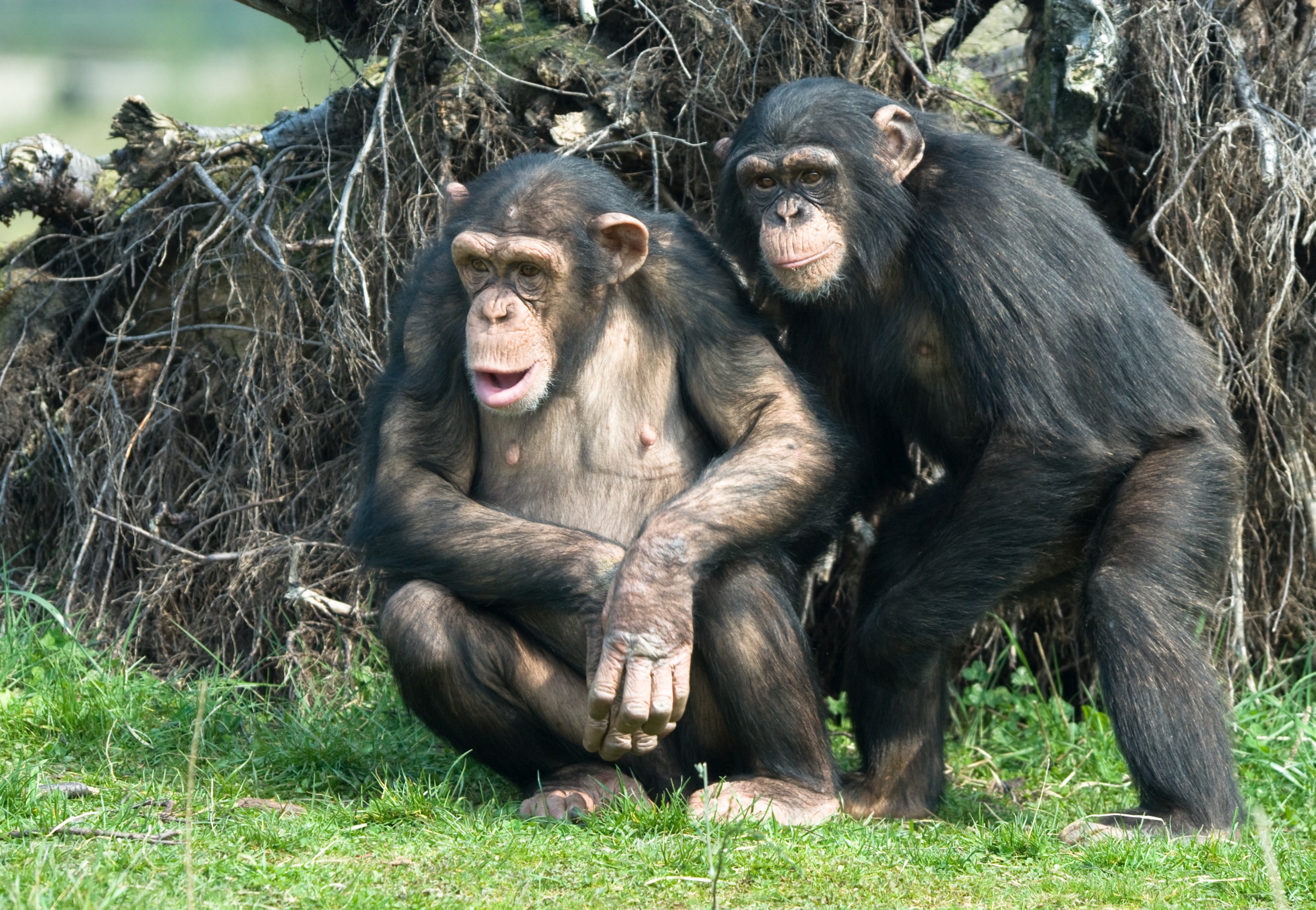 O que diferencia humanos de macacos?