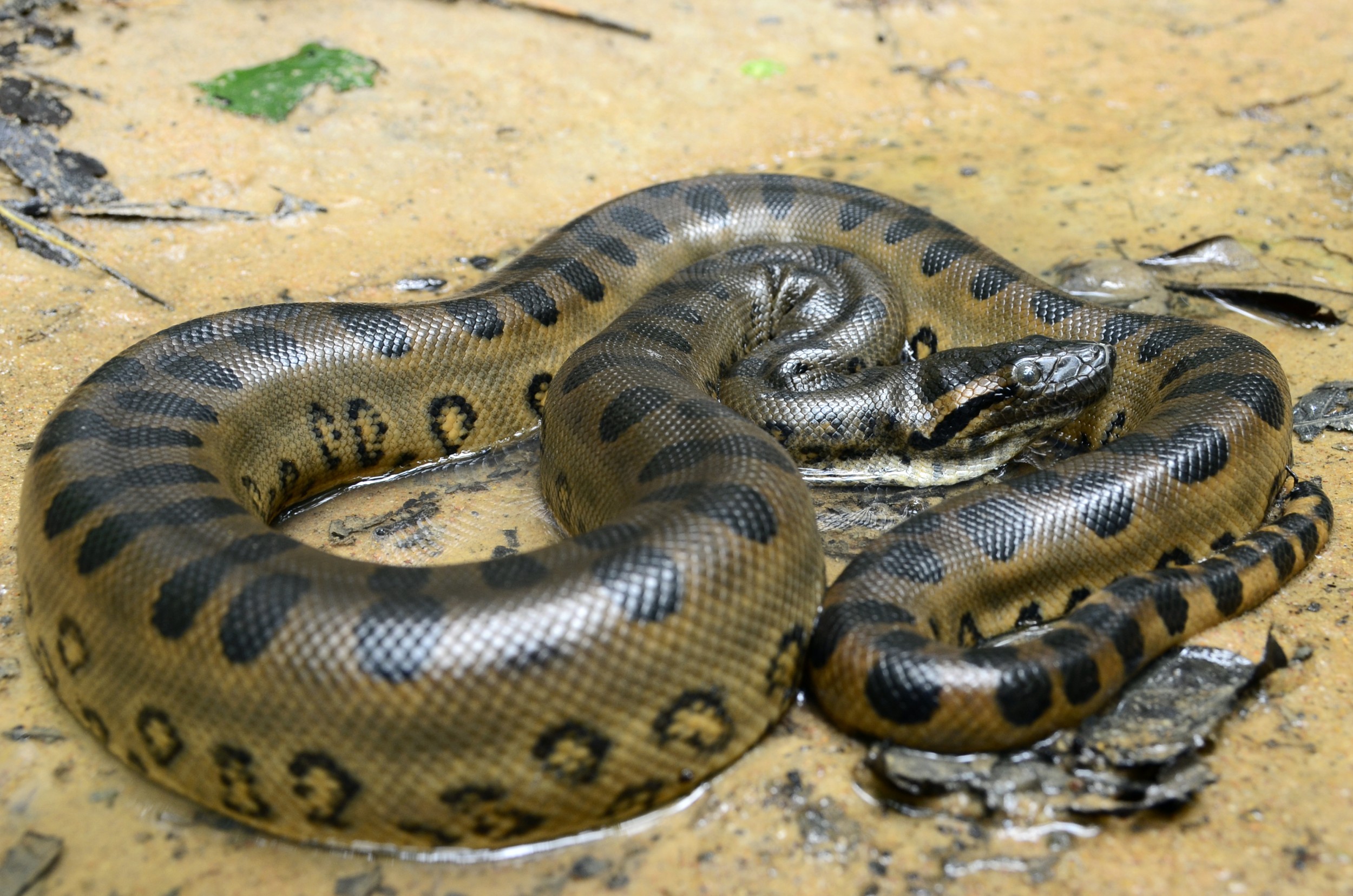 Cobras Não-venenosas - Animais Não-peçonhentos - Instituto Vital Brazil