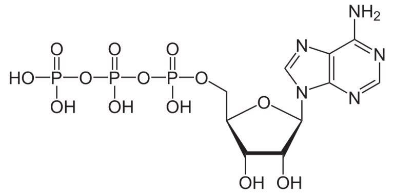 adenosina-trifosfato-atp-bioqu-mica-infoescola