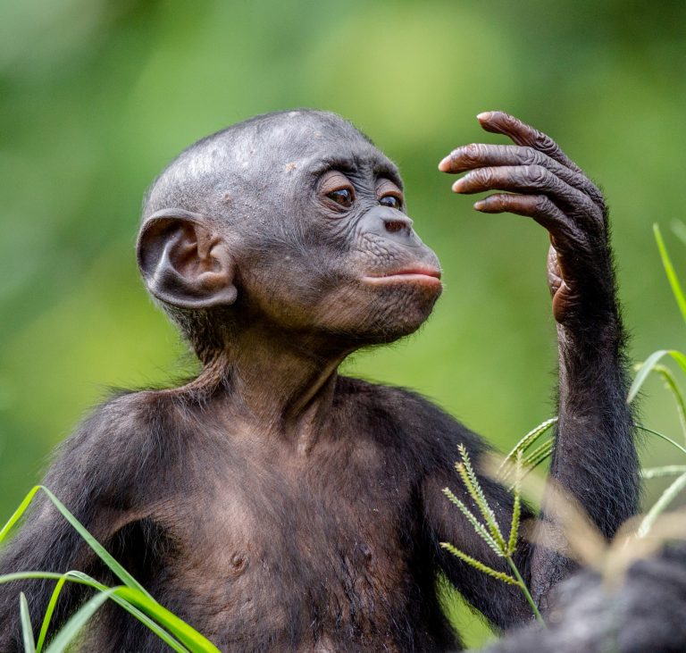 bonobo pan paniscus chimpanzé pigmeu biologia infoescola