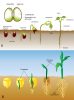 Germina O Reprodu O Vegetal Biologia Infoescola