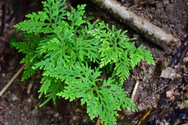 Plantas Vasculares Traque Fitas Biologia Infoescola