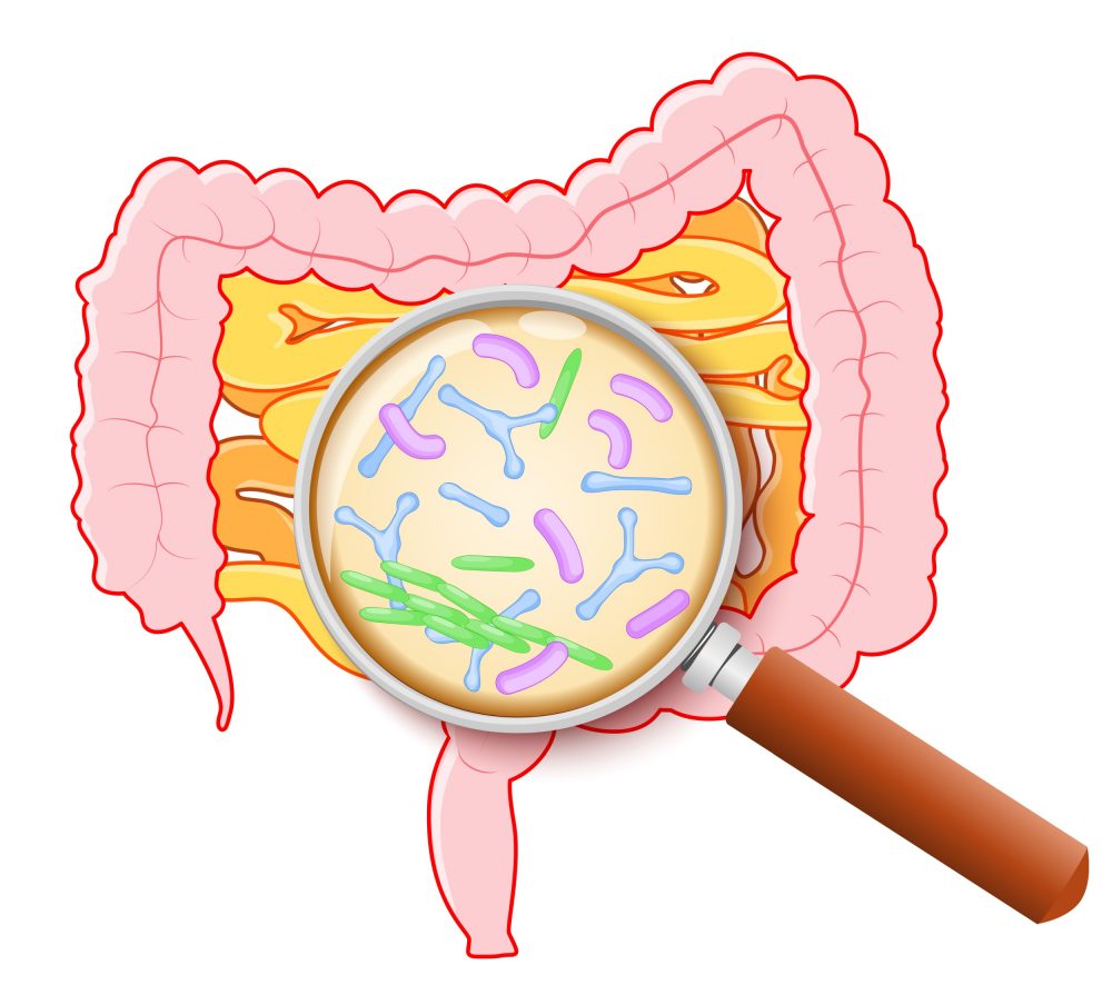 Microbiota Conceitos Exemplos Microbiota Humana Ecologia Infoescola 