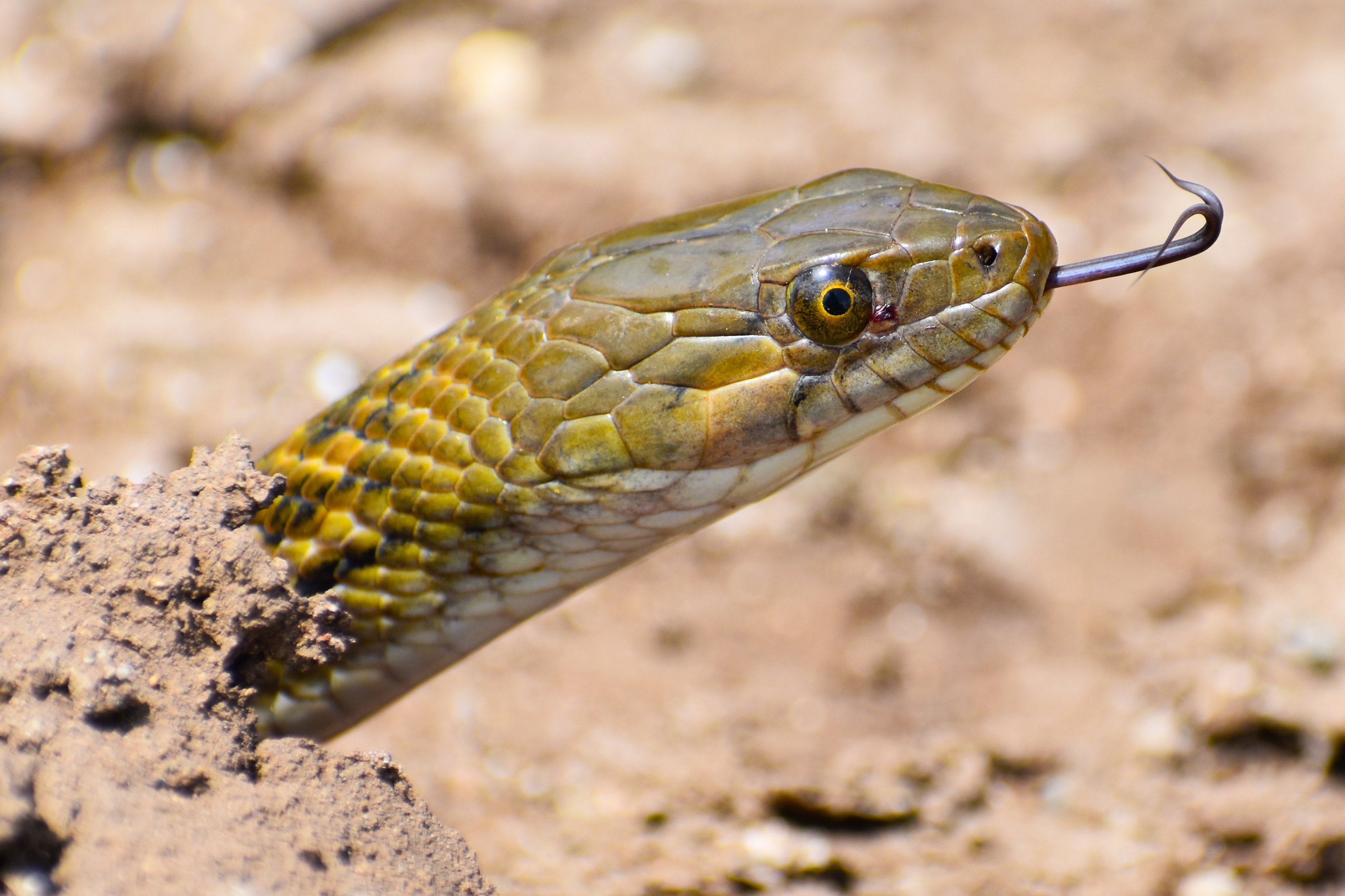 Veneno de uma das cobras mais mortais do mundo pode servir de analgésico,  diz pesquisa