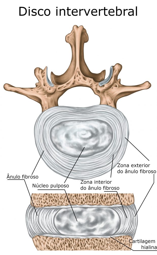 Disco intervertebral Sistema Esquelético Anatomia InfoEscola