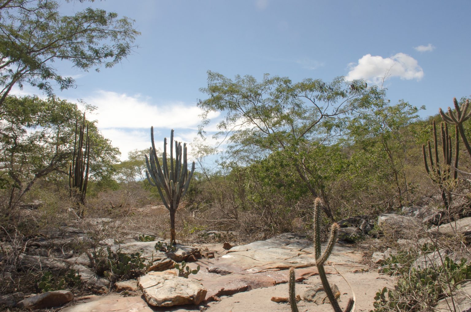 Domínio Morfoclimático Da Caatinga Biomas Infoescola 4923