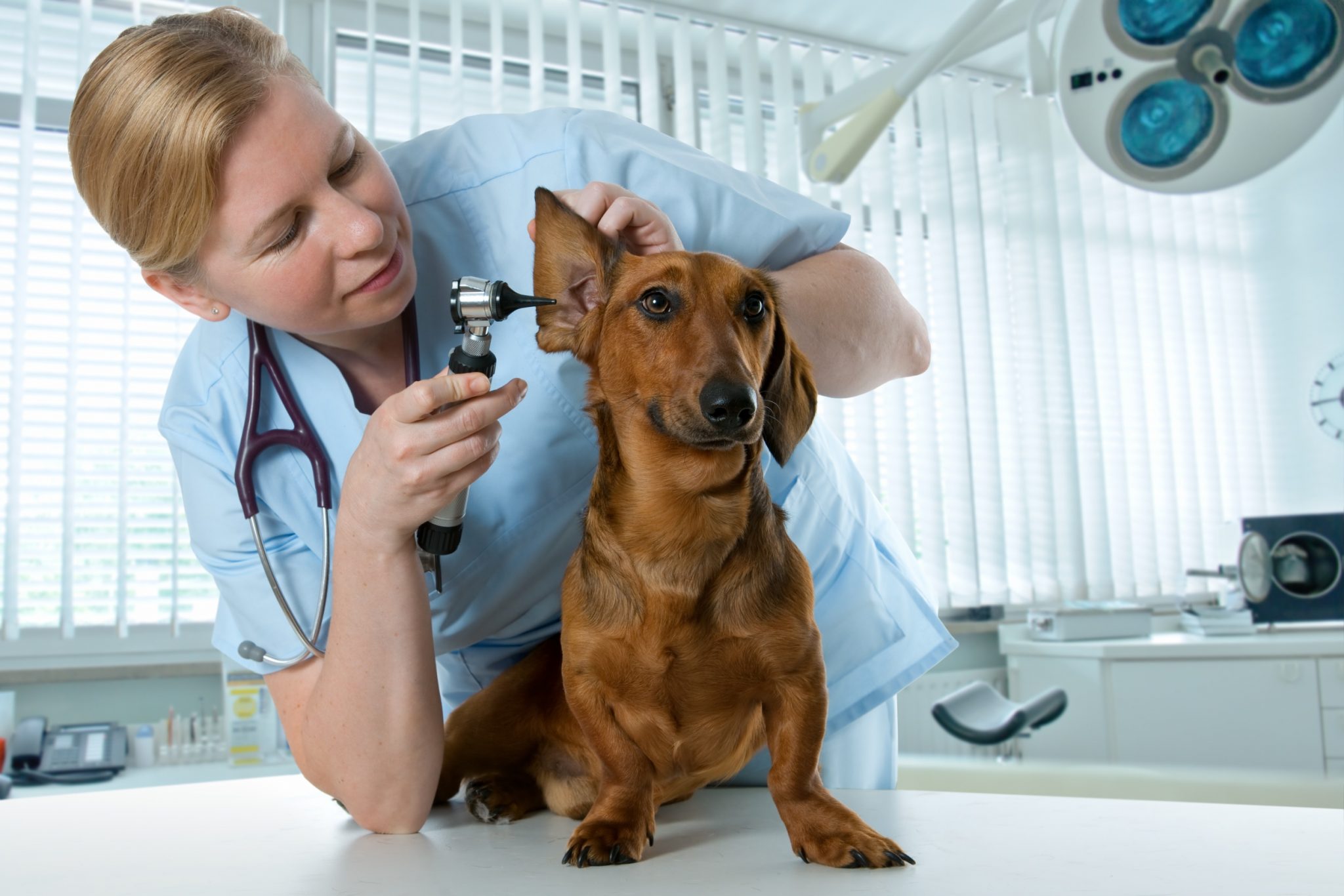 exames-de-rotina-em-c-es-medicina-veterin-ria-infoescola