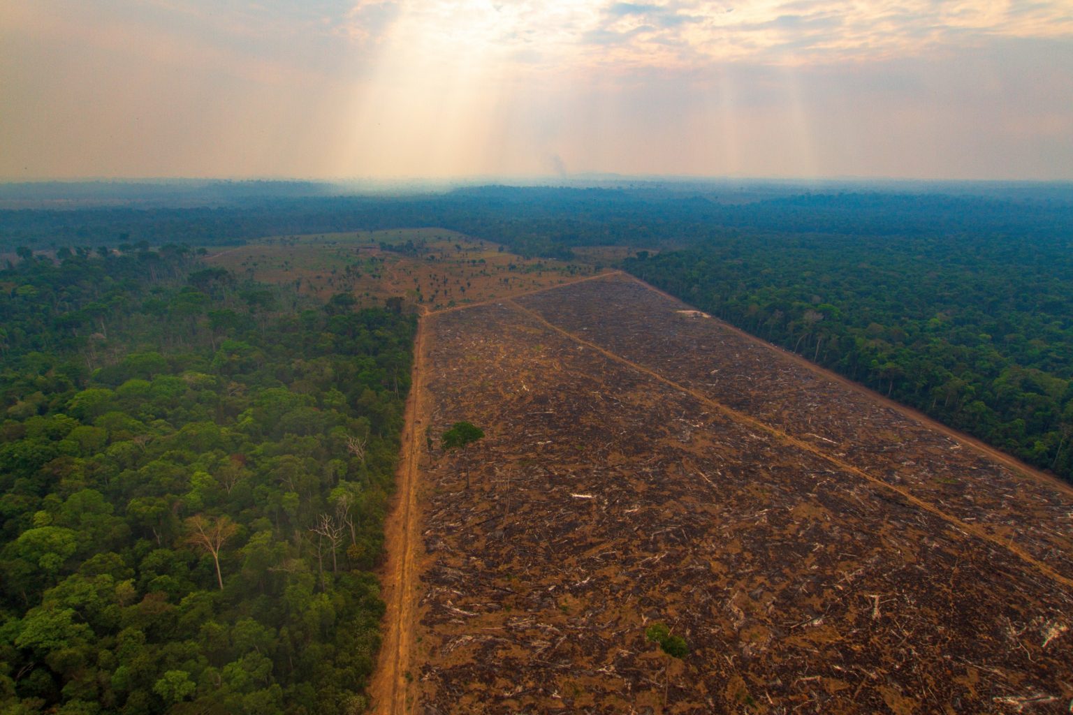Desmatamento da Amazônia InfoEscola